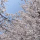 숭구리당근