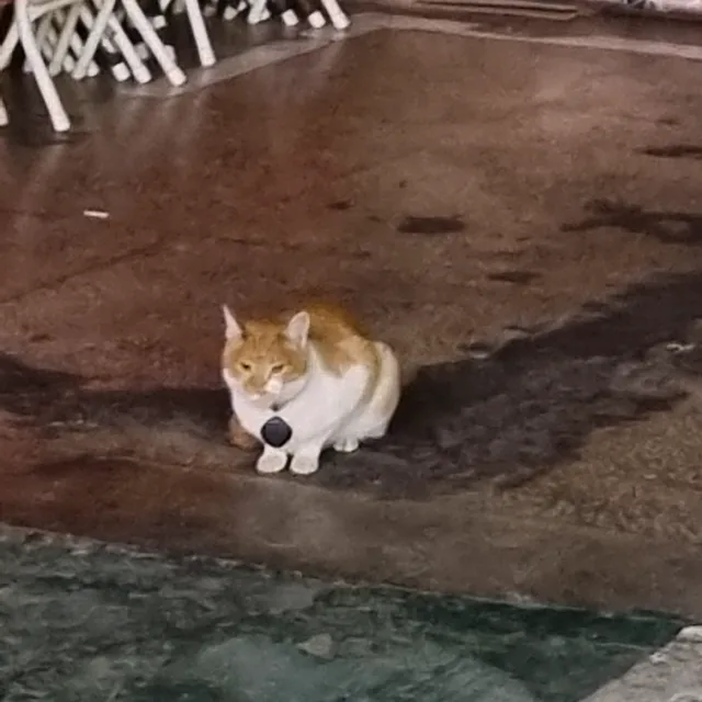 뚱냥