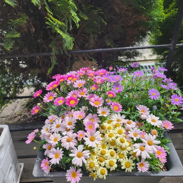 산속비밀화원