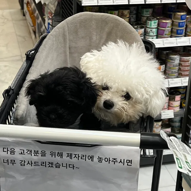설탕후추