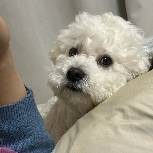 댕댕이