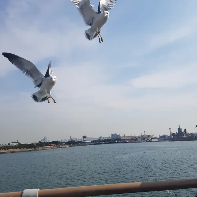 감자