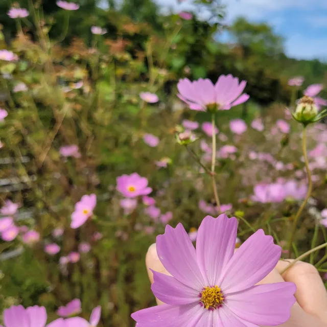 설지