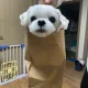 토리양