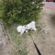 커피70