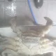 왕꽃게