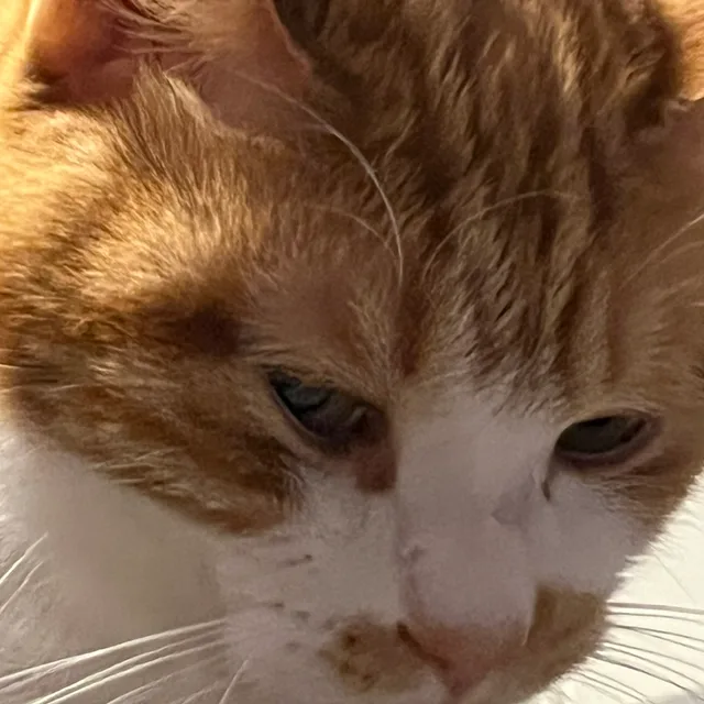 김또또
