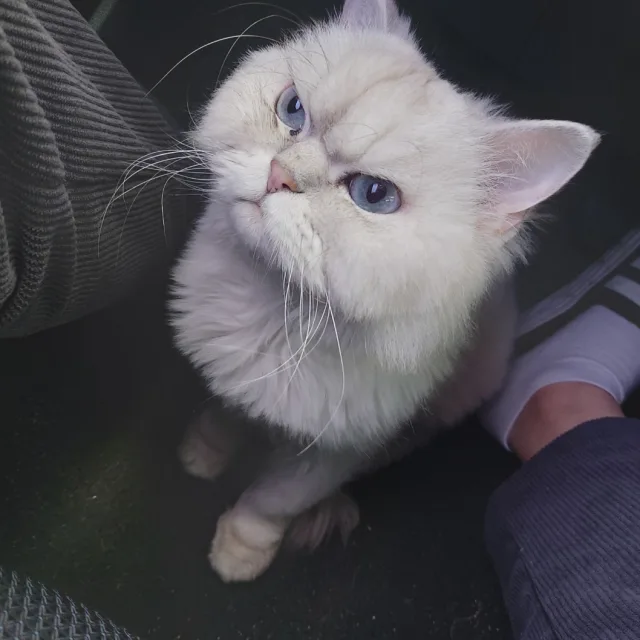고양킹