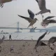 광안리갈매기