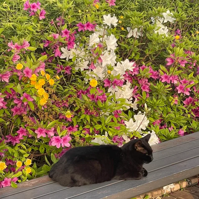 sun8