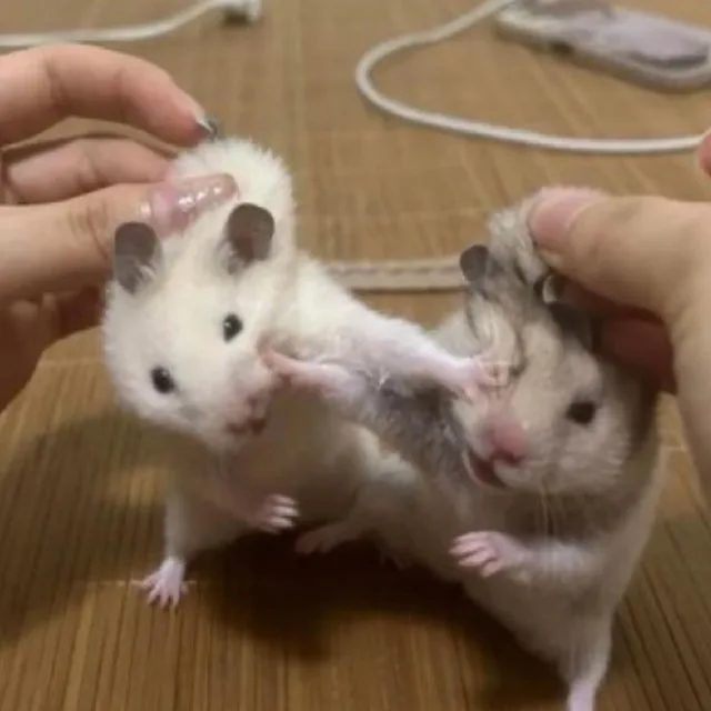 아엠감자