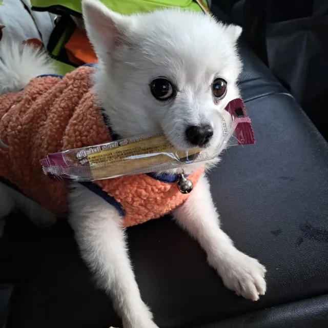 백장미