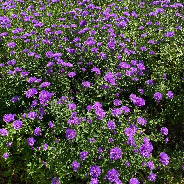 벚꽃엔디잉