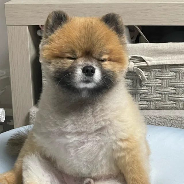 멍뭉