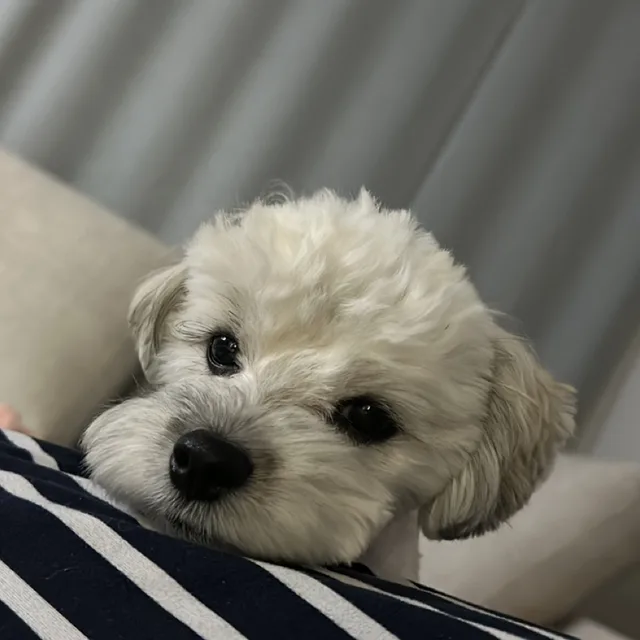 꽁냥꿍냥