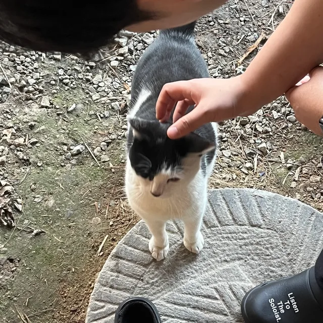 나무