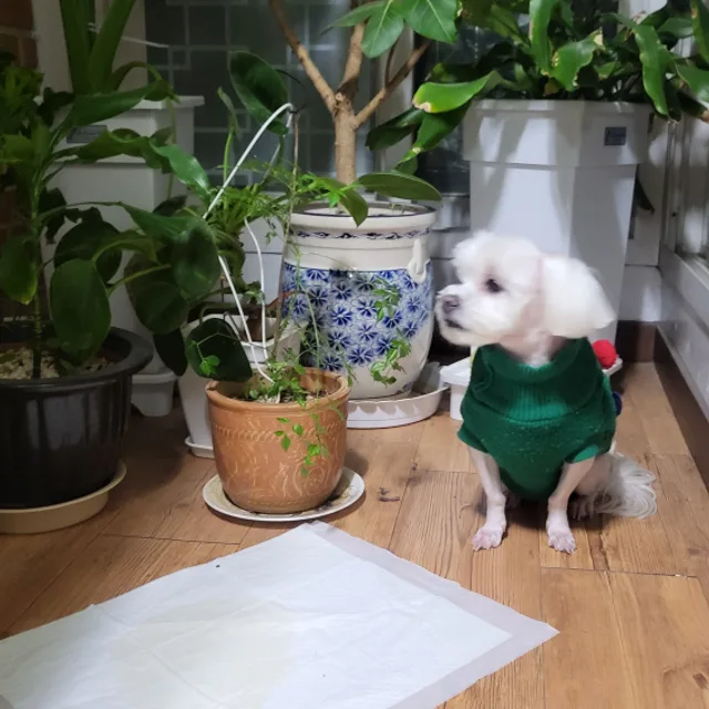 복남