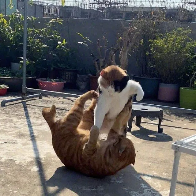 Punch