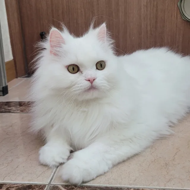 스리