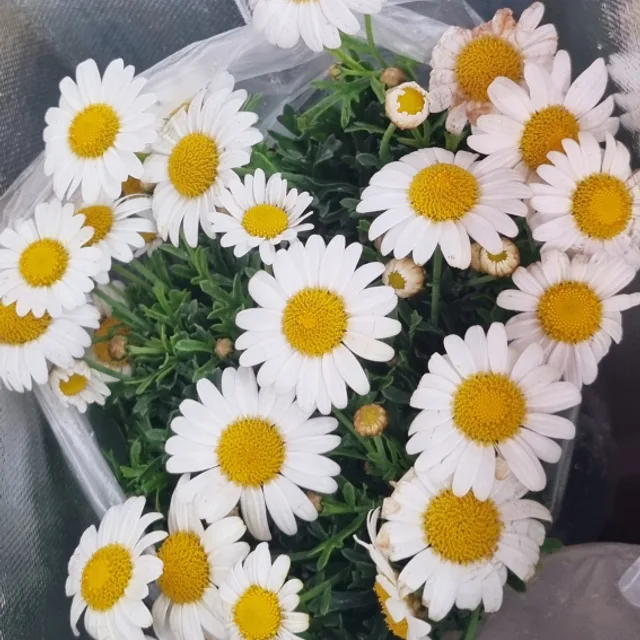 루화