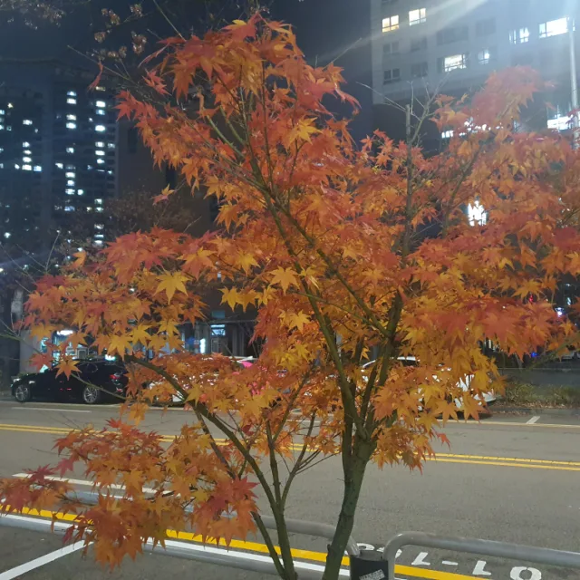 배드코
