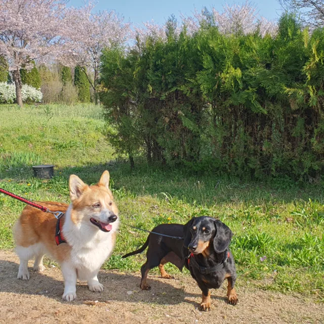 네스퀵