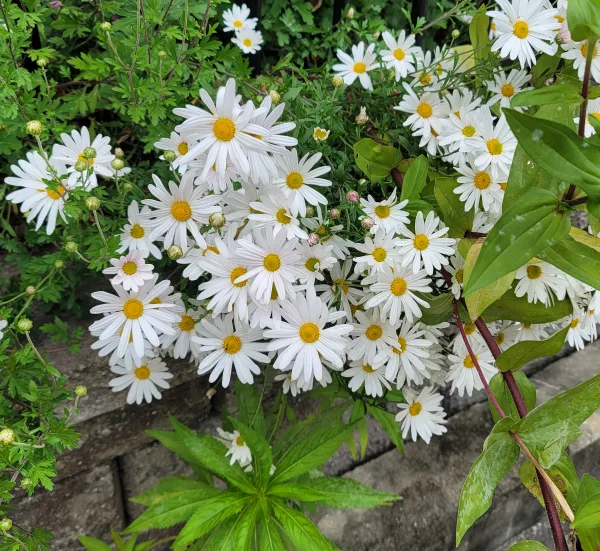 눈물
