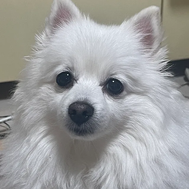헤랴야