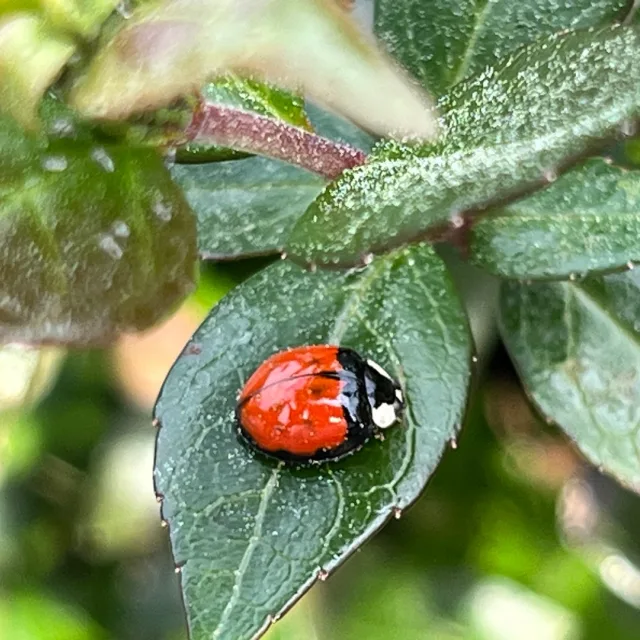 겨울이