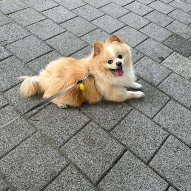 춘식맘