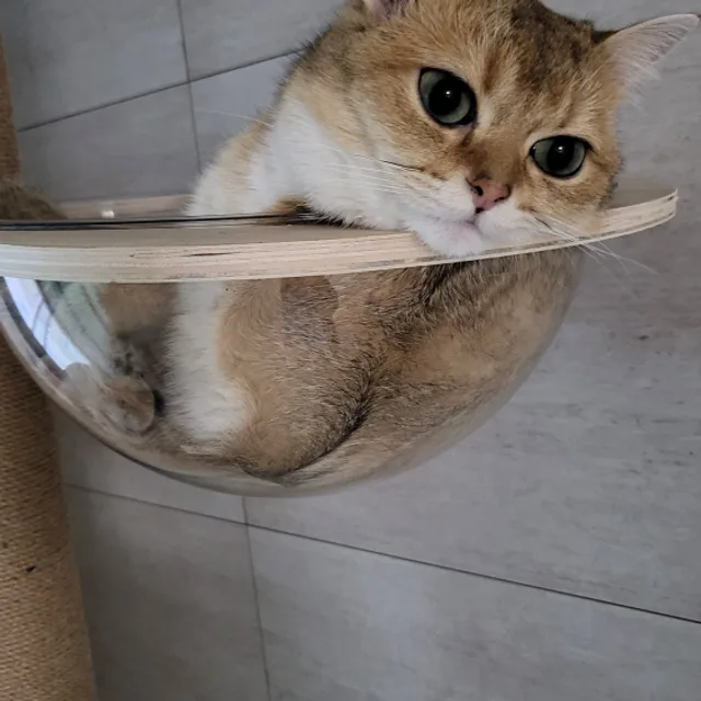 쥬니