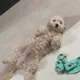 햅히