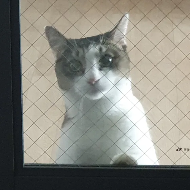 하얀민들레