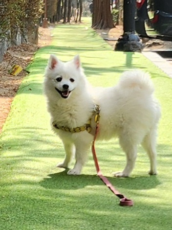 초코공주