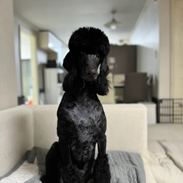 창돌
