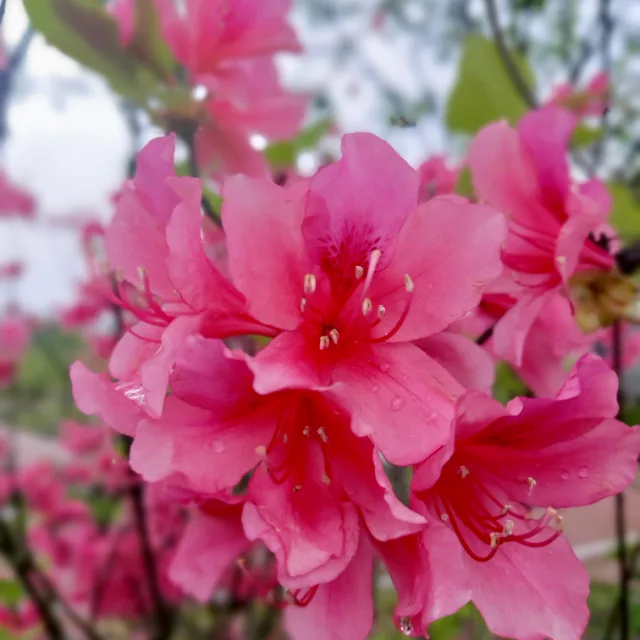 뮤직라이프