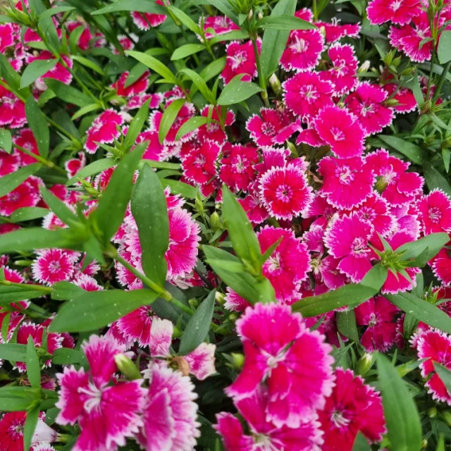 당근해요