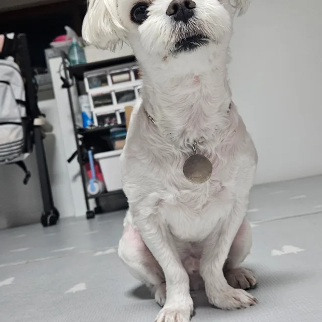 봉순이