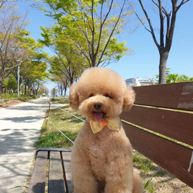 초코초코