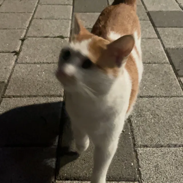 냐냥냐먕