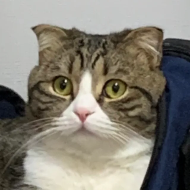 마룰루