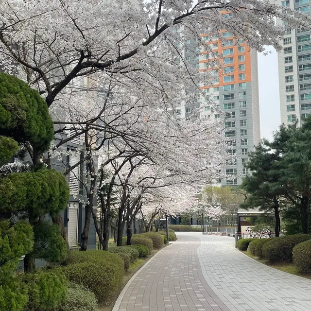 수원흑기사