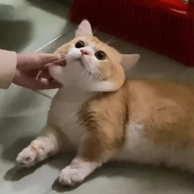 왕냥