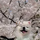 버터빌라