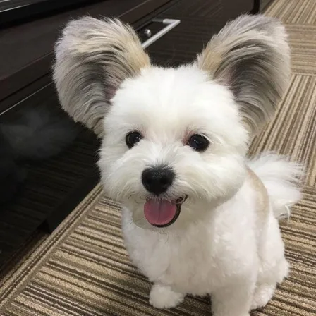 라뚱