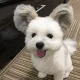 라뚱