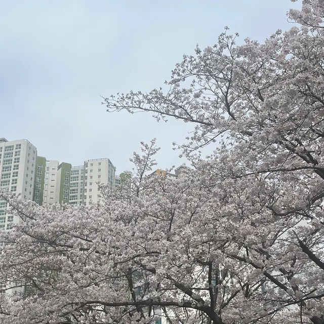 자봉