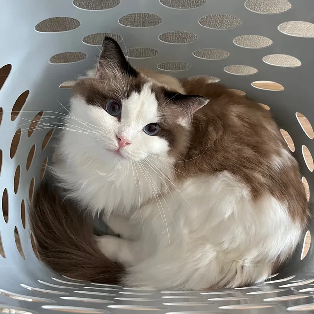 땅콩