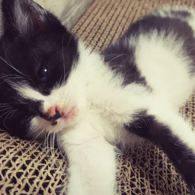 주마초