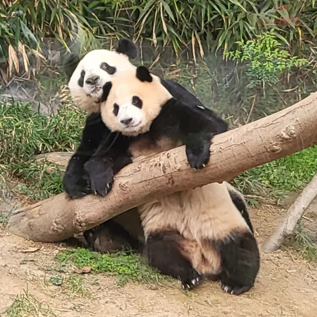 에이바오